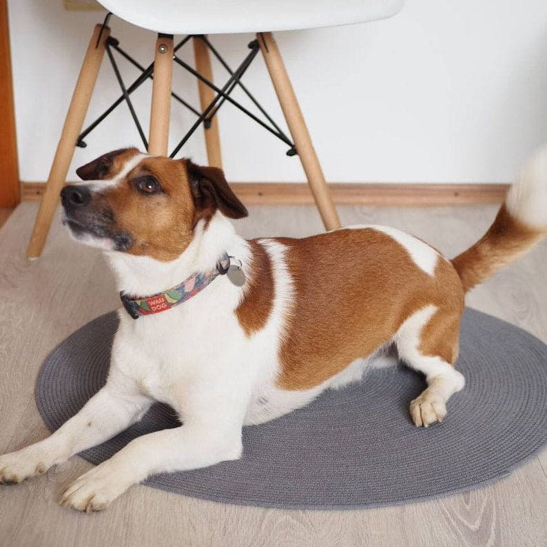 Dog sitting on a gray rug in a room with a white chair.
