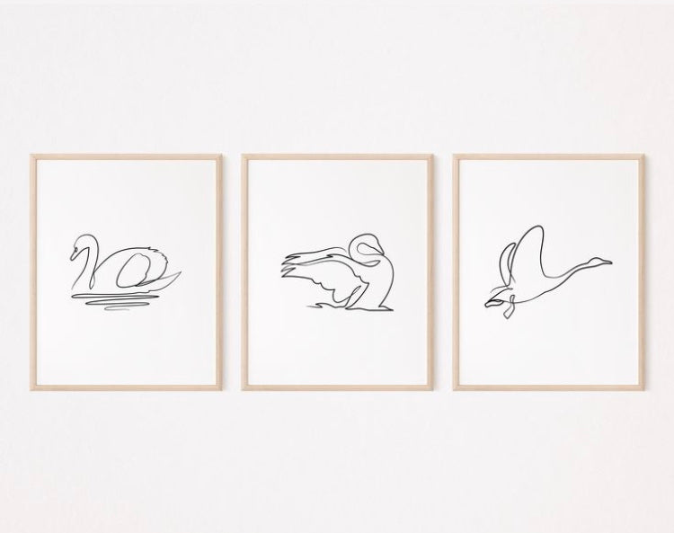 Three framed line drawings of swans on a white wall