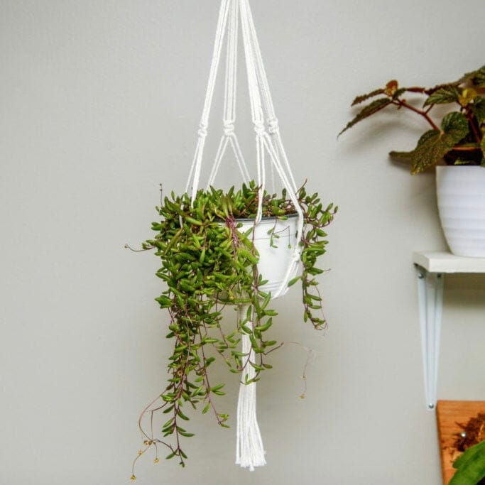 Plant Hanger (Without Pot)