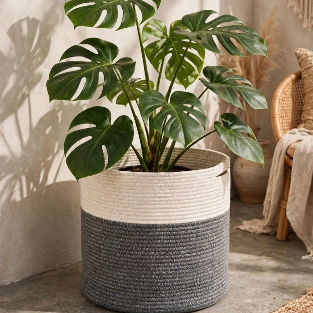 Large two-tone woven cotton rope planter basket in white and dark grey holding a green plant, boho plant pot cover with handles, indoor plant basket- Sam Crafty Gallery